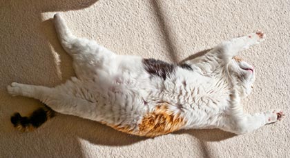 Copyright Chris Wahlberg all rights reserved